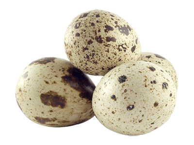 Свежие перепелиные яйца- EKA Paipalas