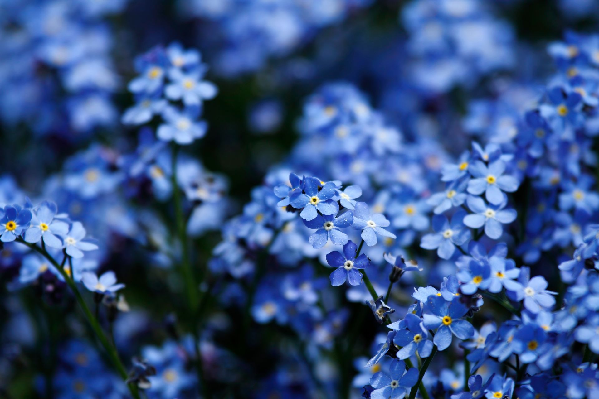 Blue forget-me-not flowers in soft focus, with small yellow centers clustered densely across the frame