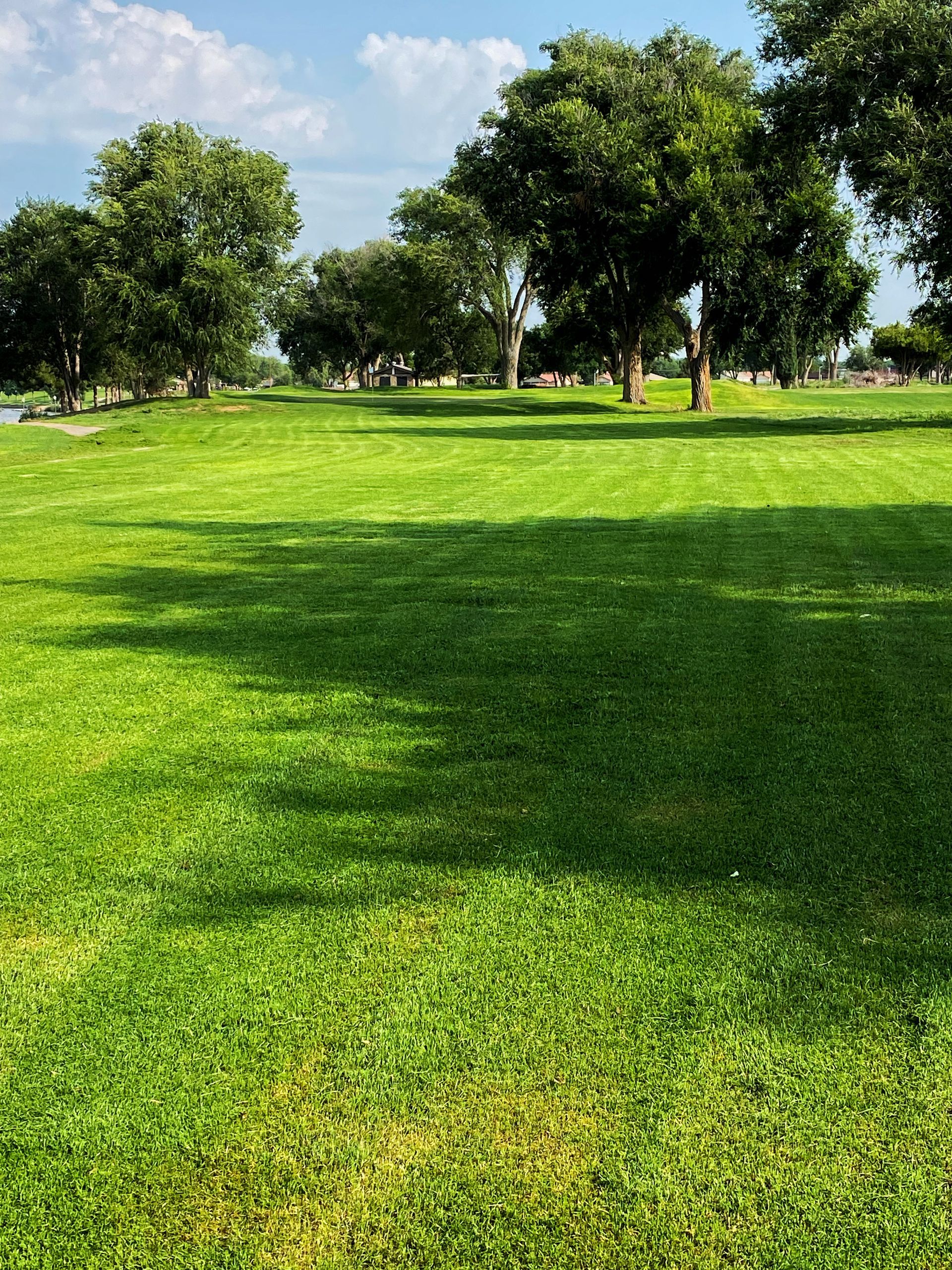 Green grassy park with trees under a blue sky. Sunlight casts shadows on the lawn.