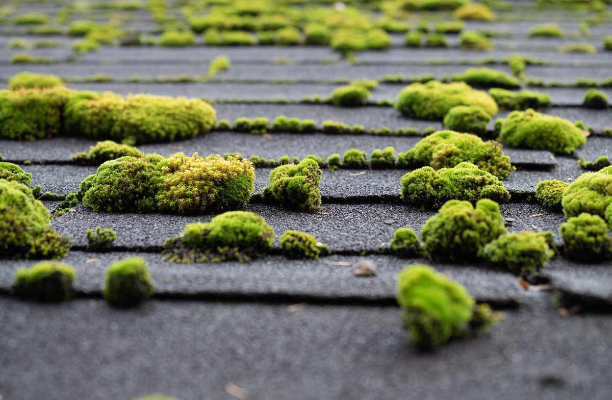 mossy roof in NWA that needs roof washing services