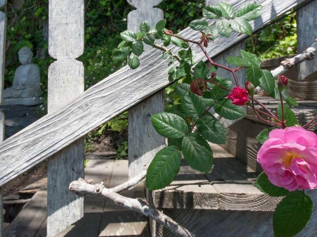 Wooden staircase with pink roses climbing the railing, a stone Buddha statue visible in the background.