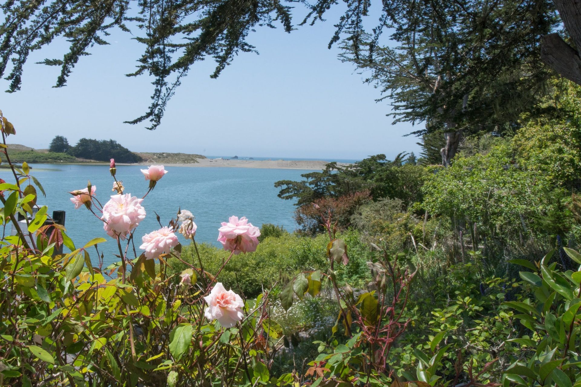 Pink roses bloom overlooking a serene body of water, framed by trees under a blue sky.