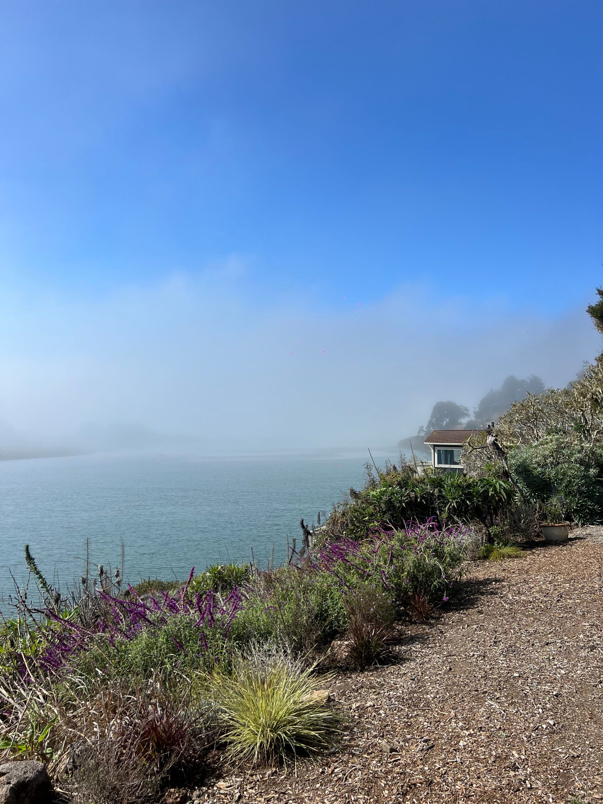 Coastal view with blue water, fog, and purple flowers under a clear sky. A building is visible.