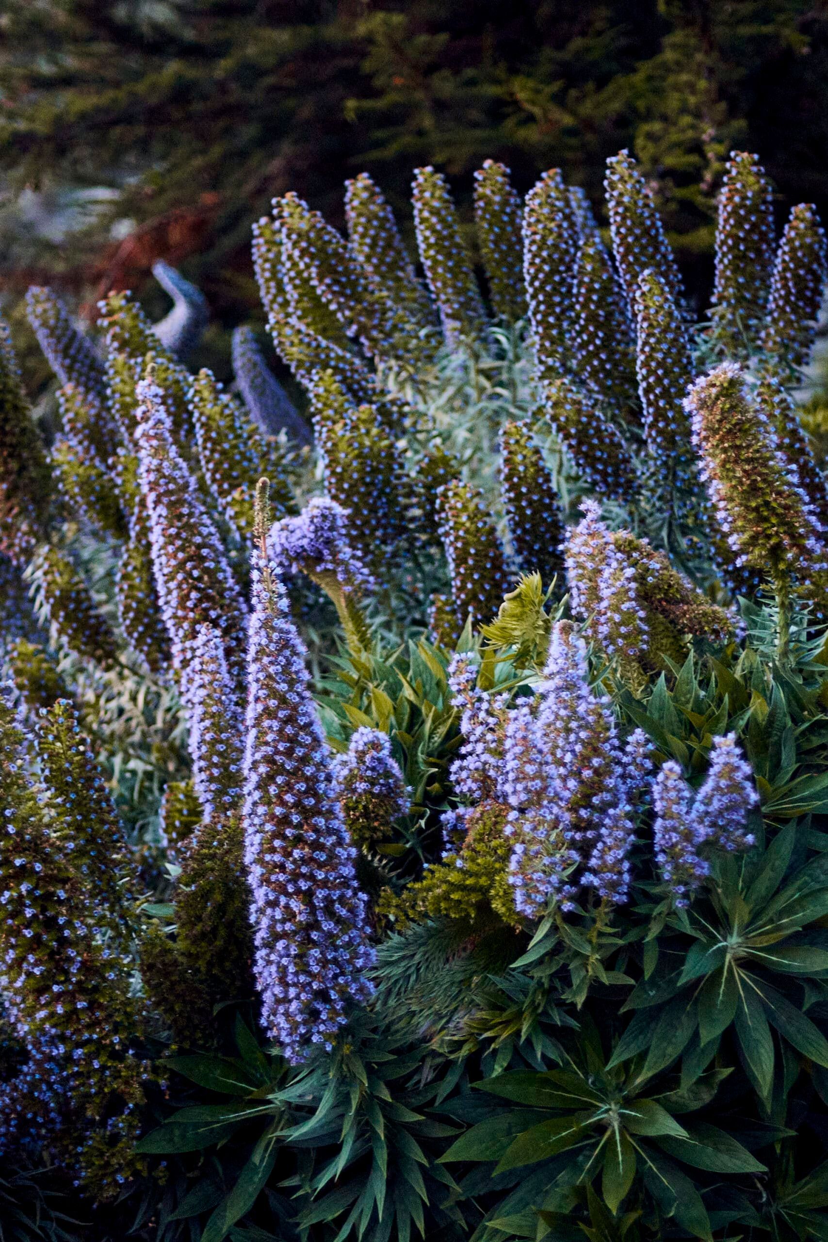 Purple and green flowering plant with tall, cone-shaped blooms, near the coast.
