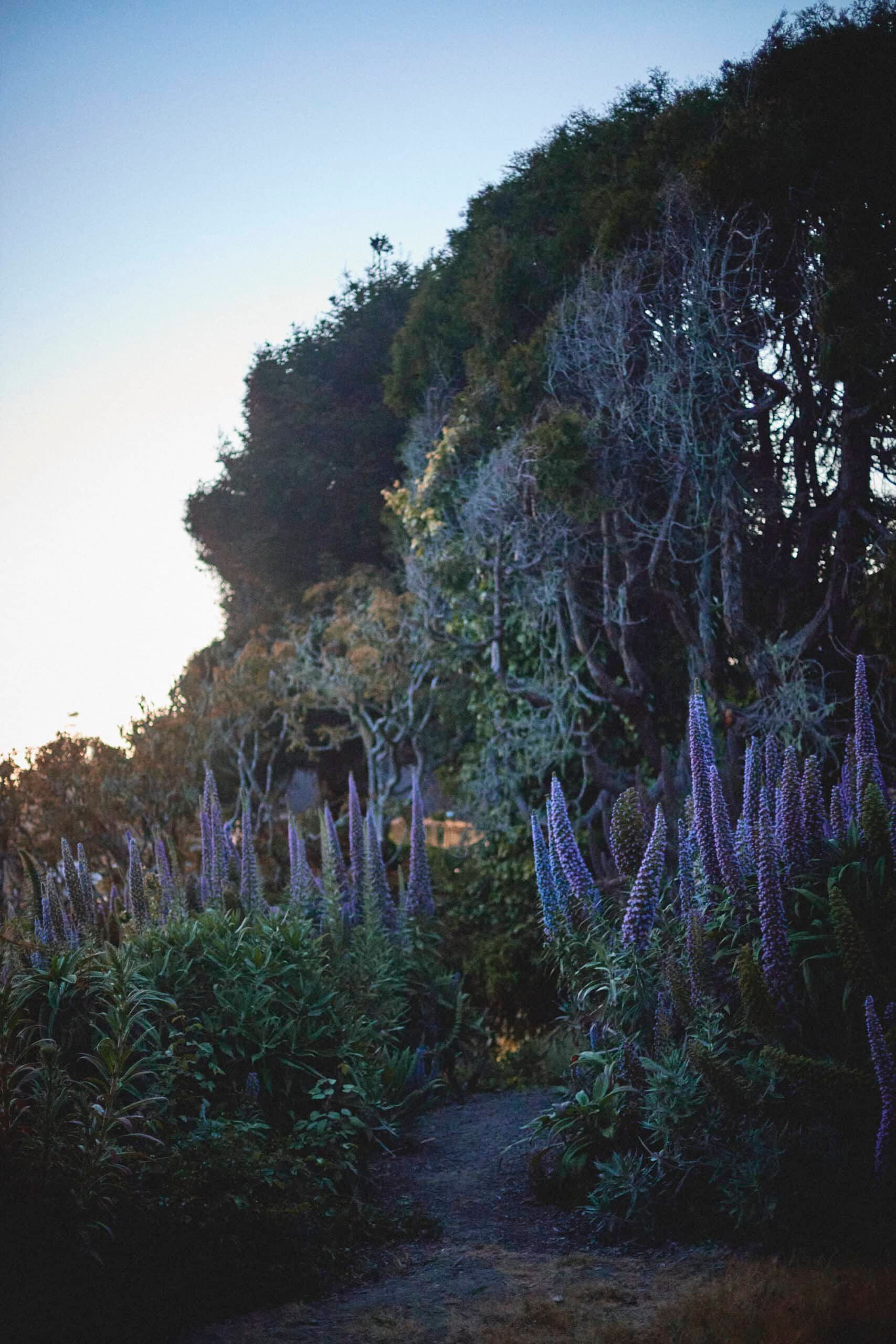 Trail through a garden with purple flowers, leading to lush, green foliage under a blue sky.