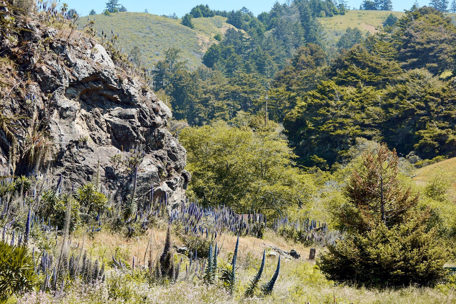 Rocky hillside with green trees and blue-flowered plants, under a blue sky.