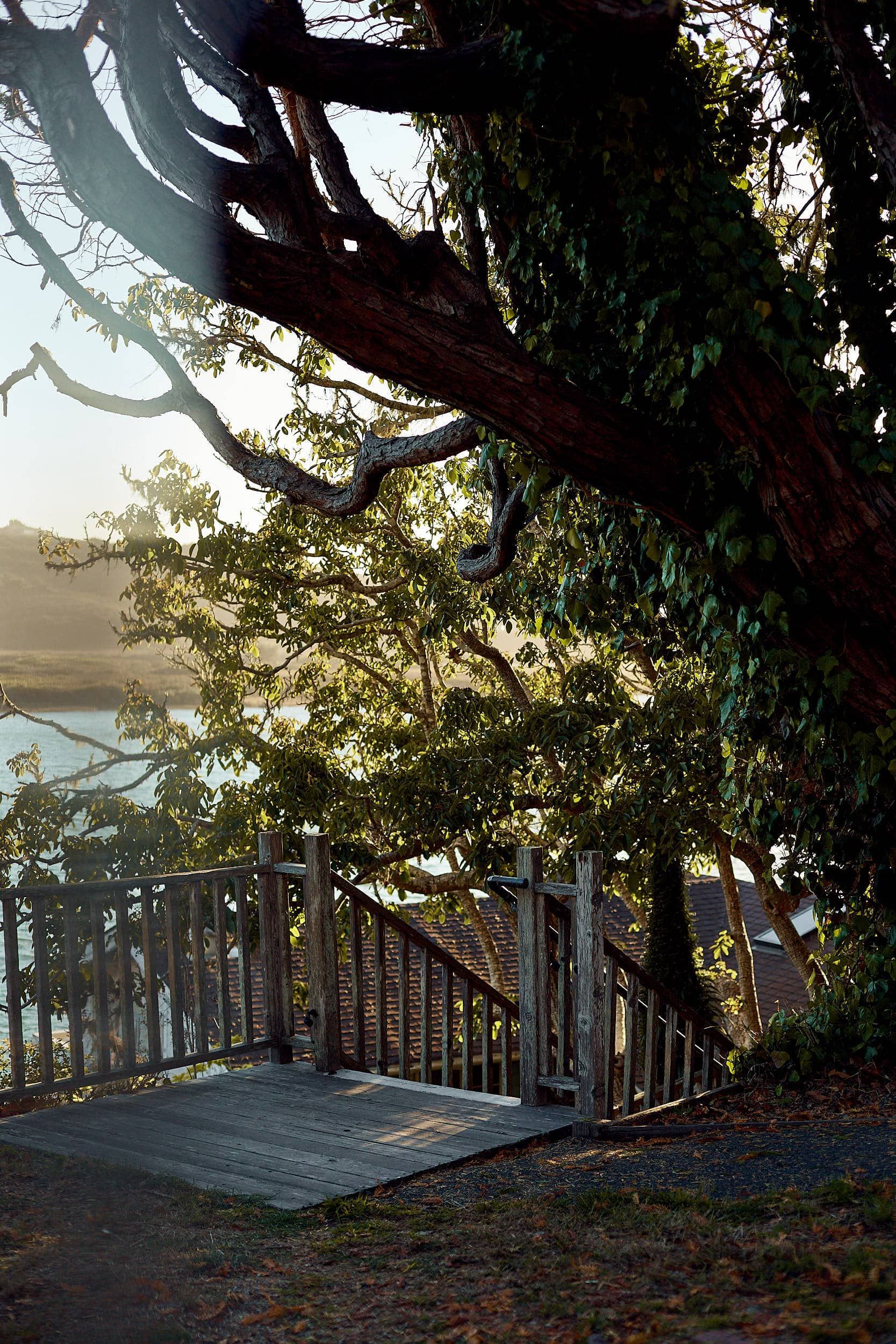Wooden stairs descend from a concrete platform into a wooded area with water in the background, lit by sunlight.