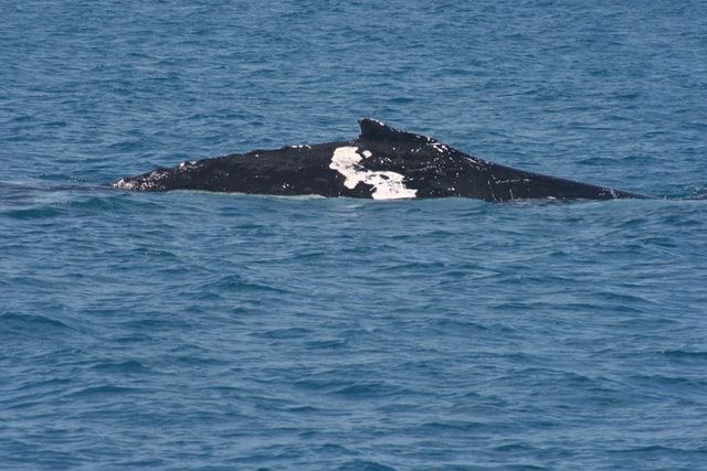 Humpback whale with a white patch on its back, swimming in blue ocean water.