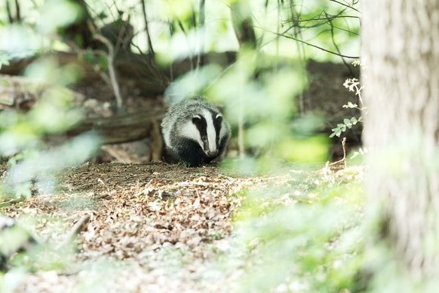 Badger in forest, standing near a fallen log. Black and white fur; brown leaves, green foliage.