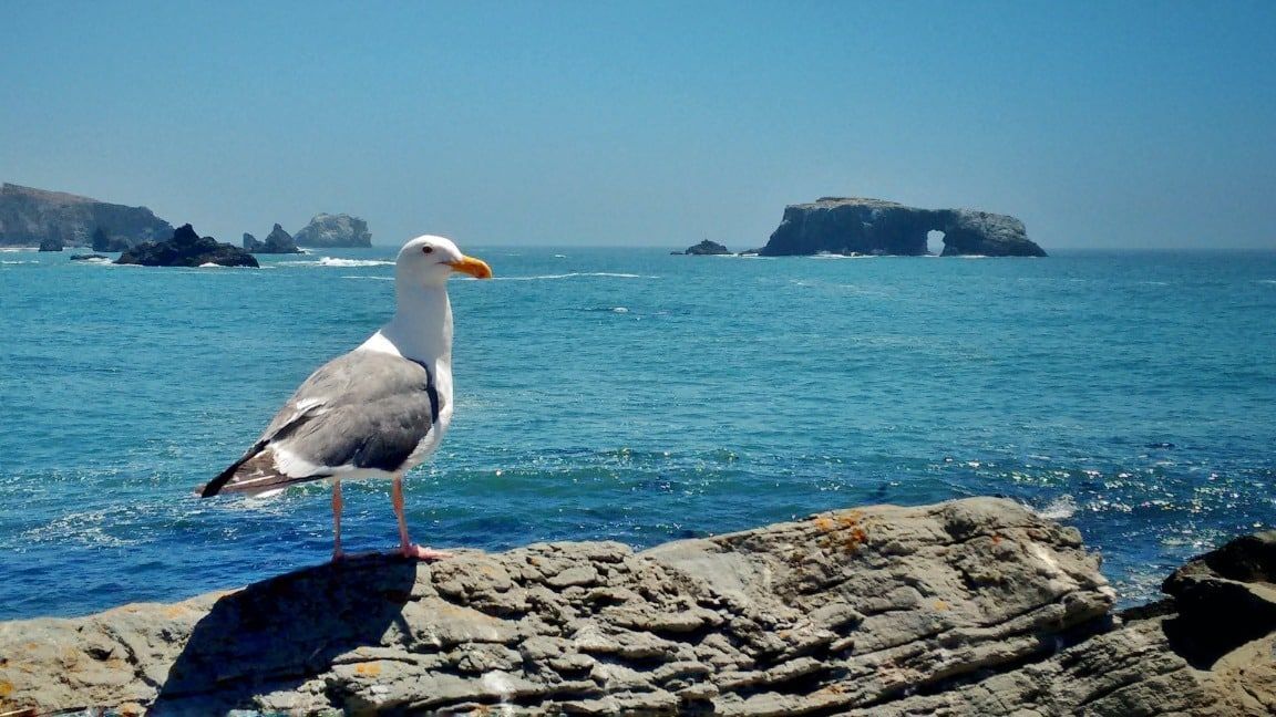 Seagull perched on rock, overlooking blue ocean and distant rock formations under a clear sky.