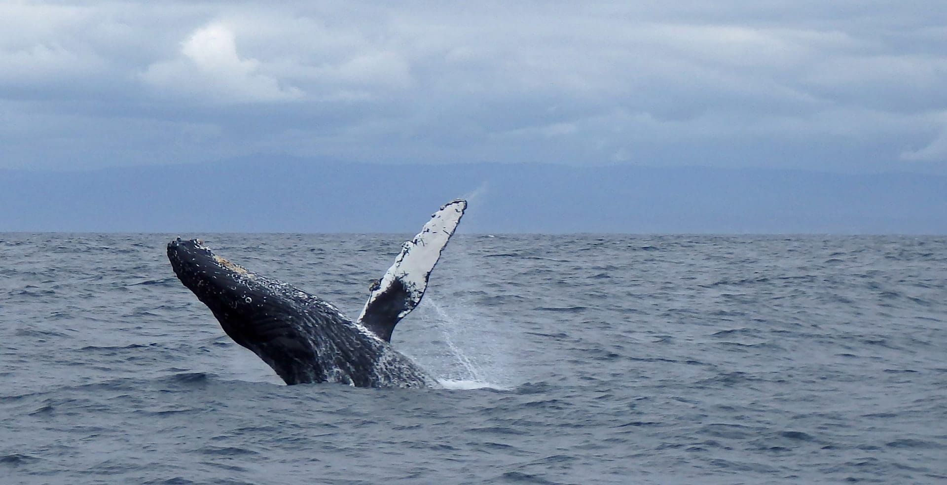 Humpback whale breaching from ocean surface with extended fins, grey water and sky.