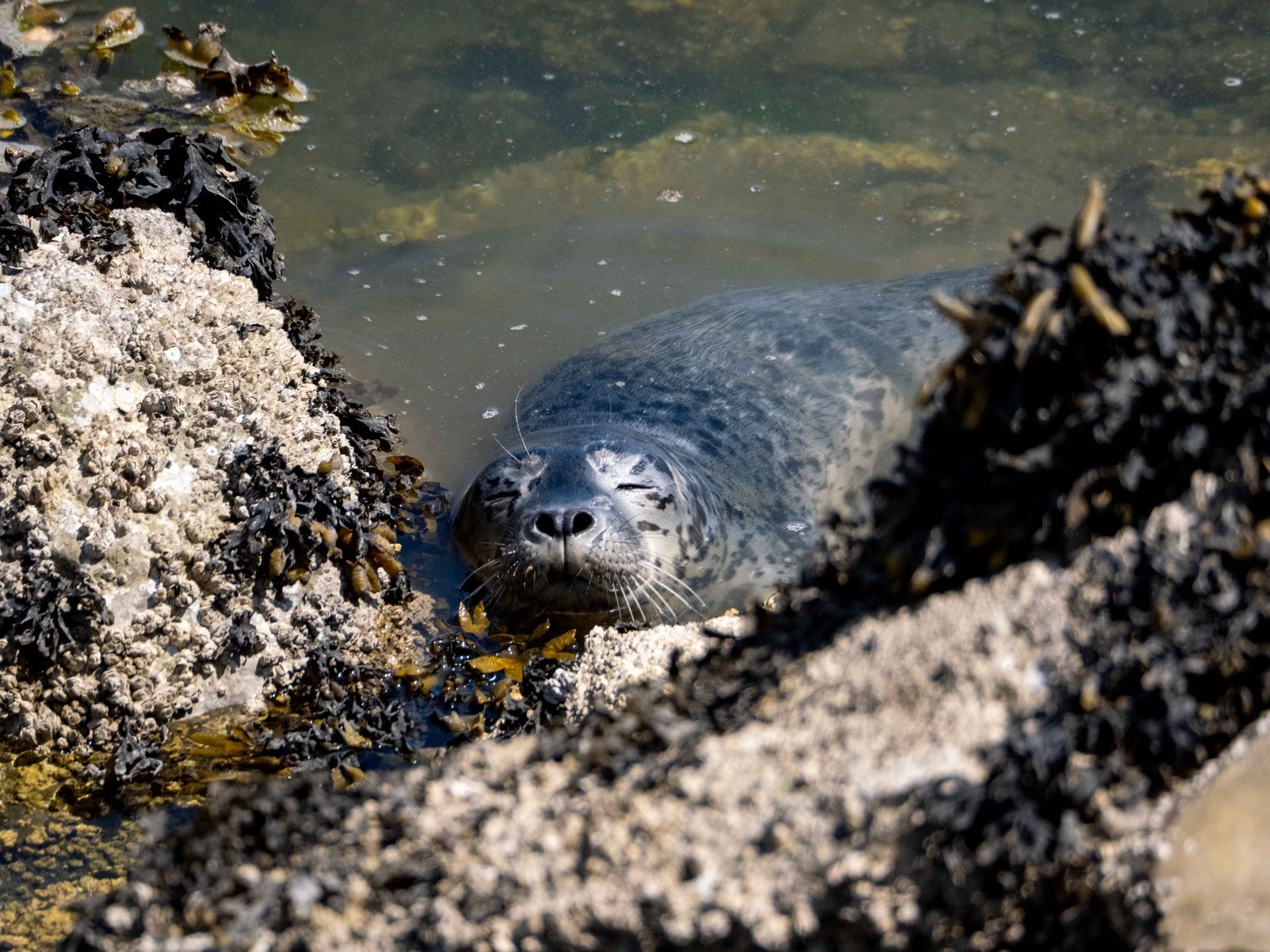 Gray seal resting on rocks in shallow water.
