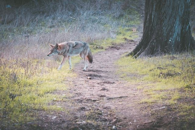 Coyote walking on a dirt path in a grassy field near a tree.