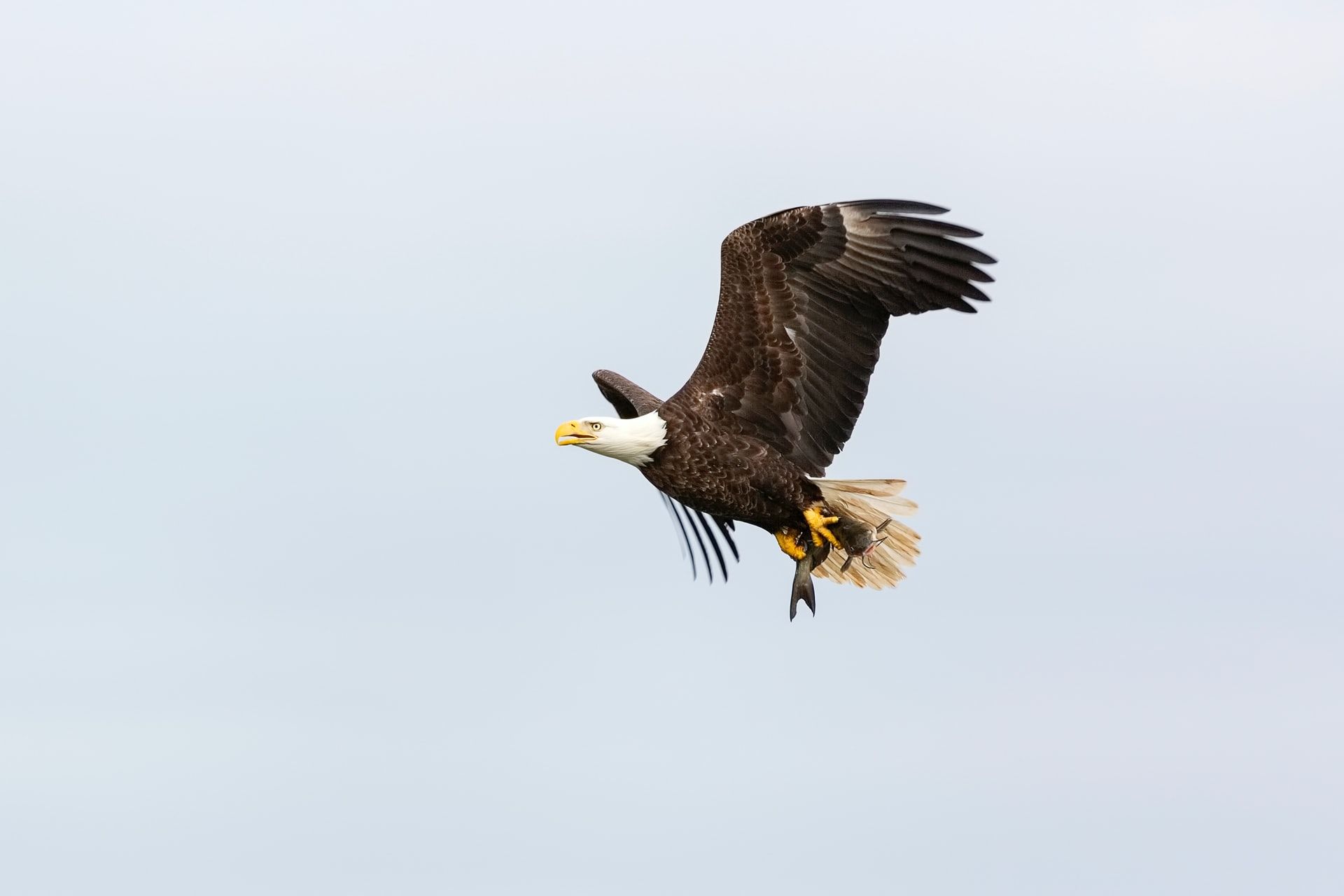 Bald eagle in flight, carrying a fish in its talons, against a cloudy sky.