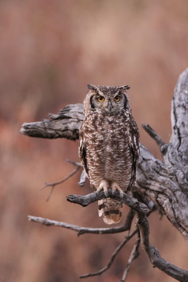 Owl with mottled brown feathers perches on a weathered tree branch, looking forward against a blurred background.