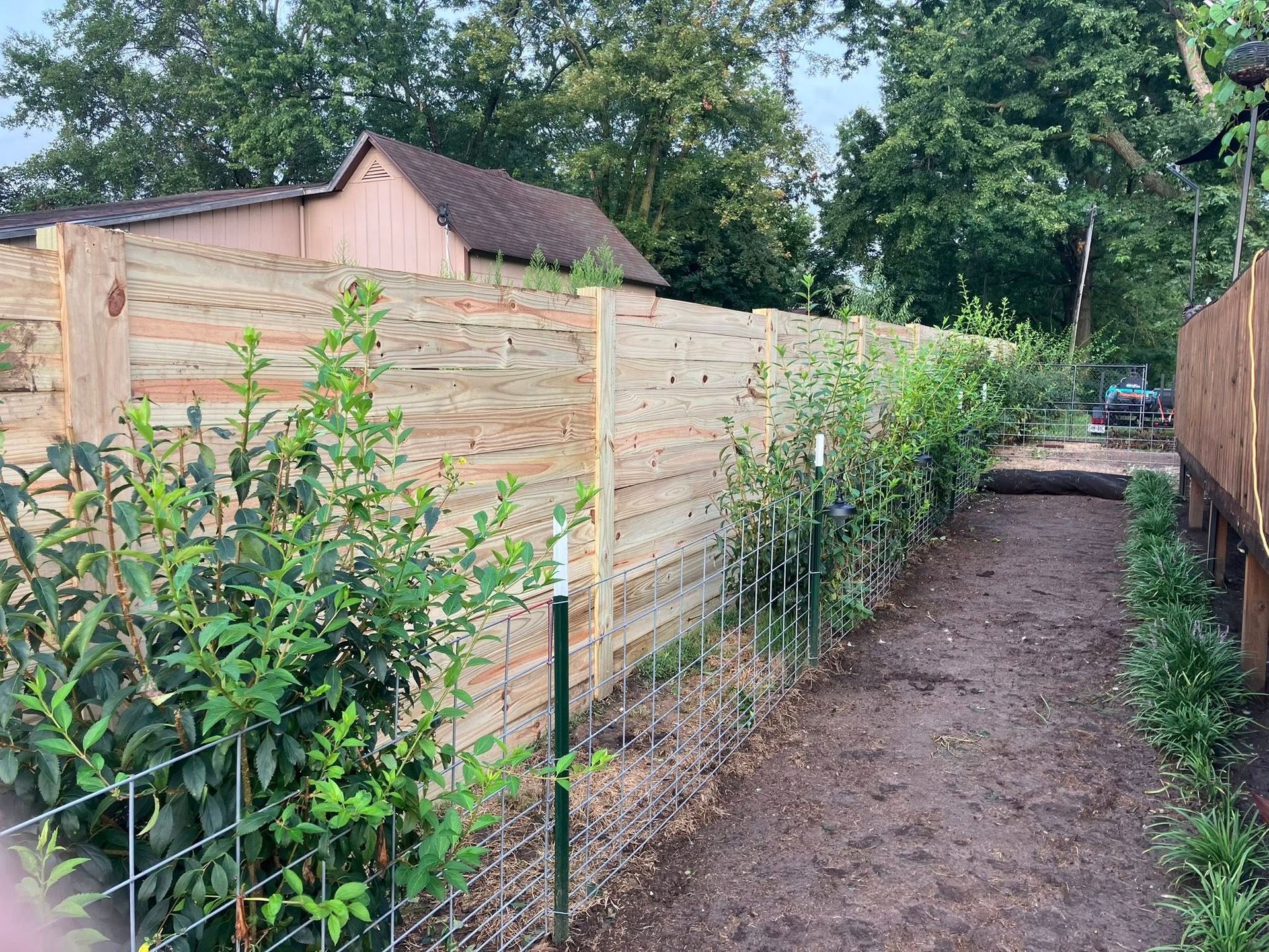 A dirt path runs between a tall wooden fence and a wire garden trellis planted with small green shrubs.