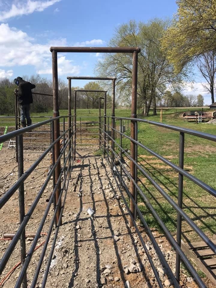 A person welding steel fencing in an outdoor rural setting, creating a narrow cattle alleyway with overhead hoops.