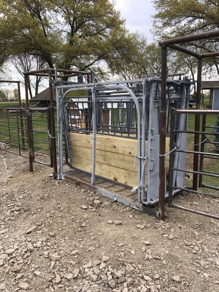 A grey metal livestock squeeze chute with wooden side panels, set outdoors on a gravel ground among metal fencing.