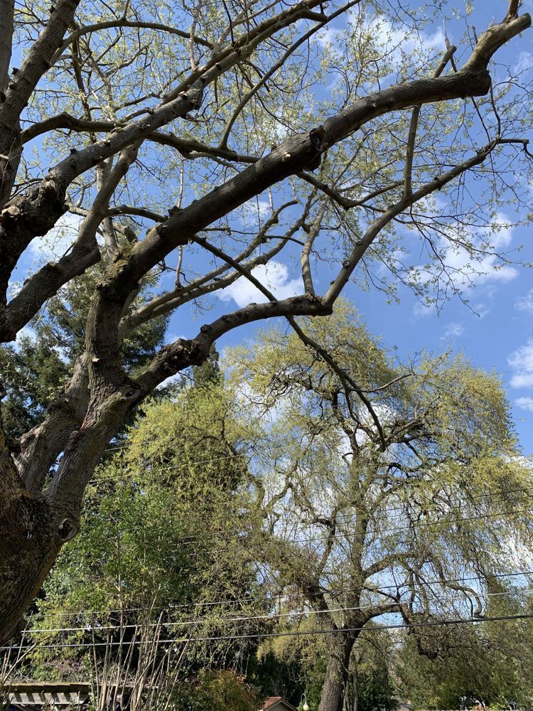 A tree with lots of branches and leaves against a blue sky.