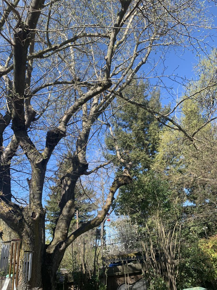 A tree with a lot of branches without leaves on a sunny day.