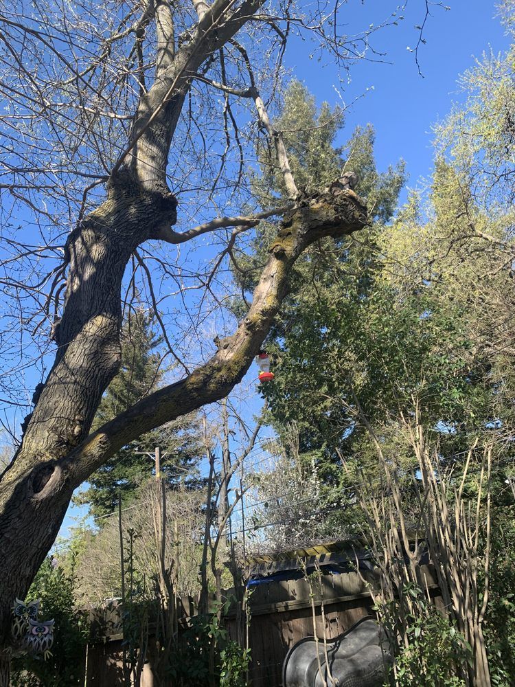 A tree with a bird feeder attached to it is being cut down.