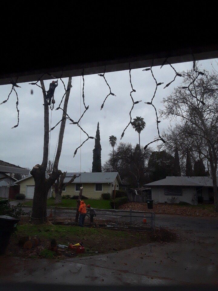 A tree is being cut down in front of a house
