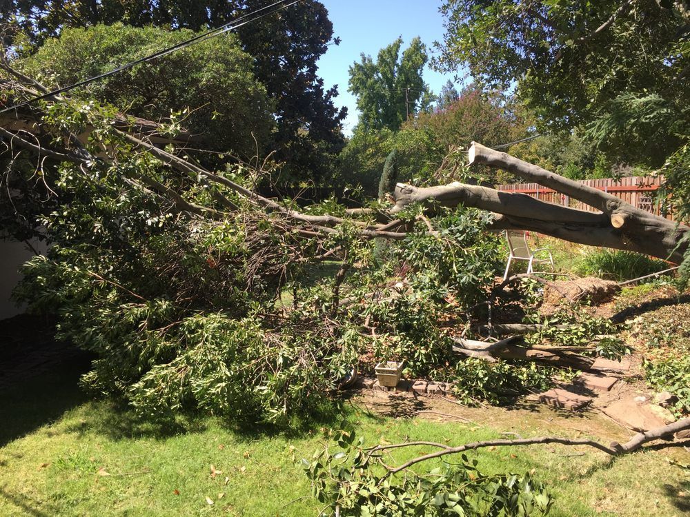 A tree that has fallen in a yard with a lot of branches laying on the ground.