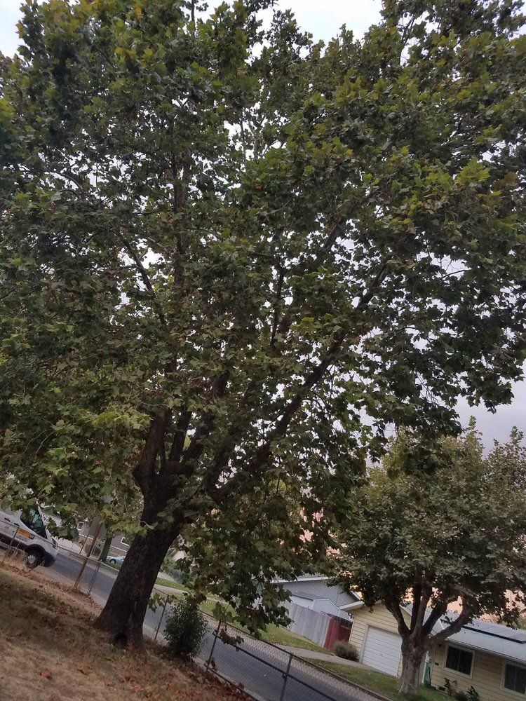 A tree with lots of leaves is standing next to a fence in a residential area.