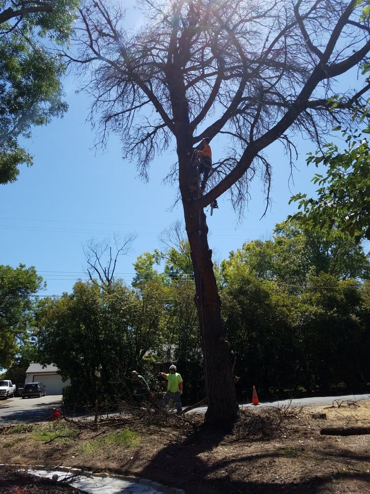 A man is climbing a tree with a chainsaw.