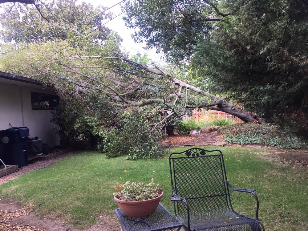 A tree has fallen in the backyard of a house.