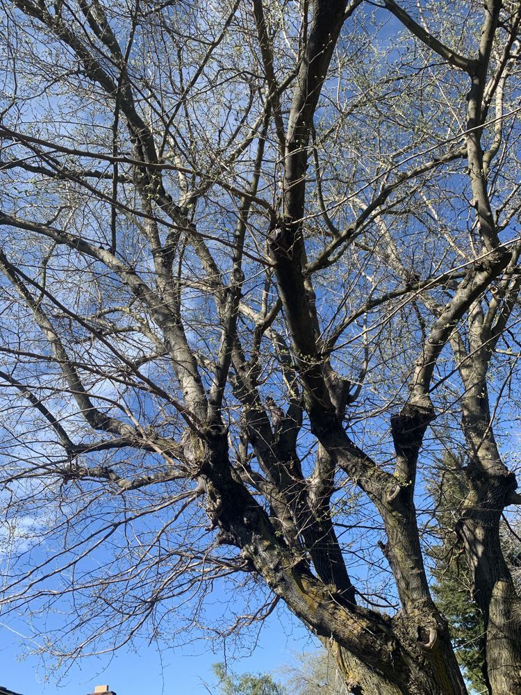 A tree with a lot of branches without leaves against a blue sky.