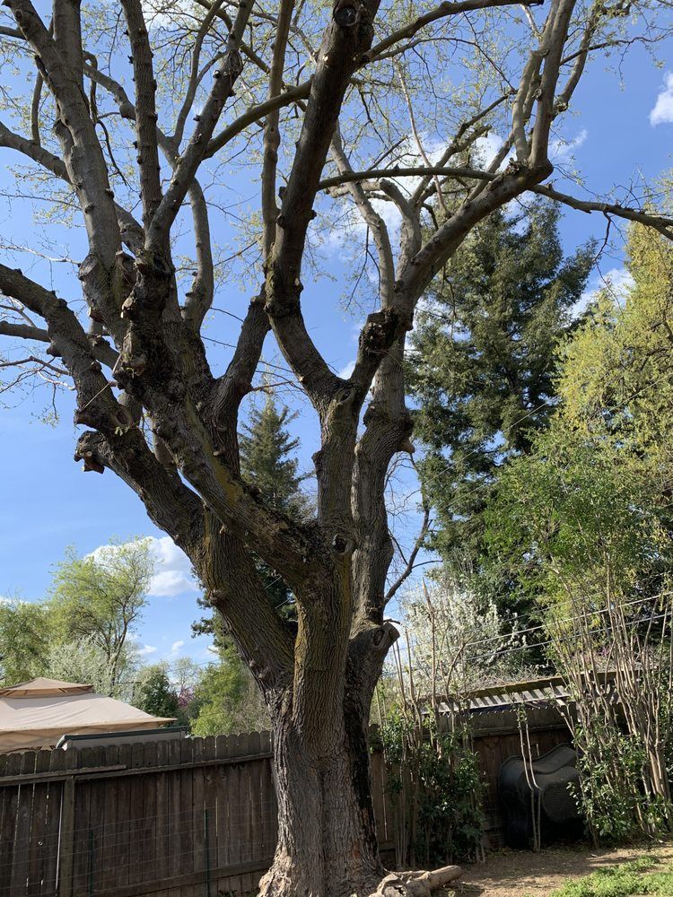 A large tree in a backyard with a fence in the background.