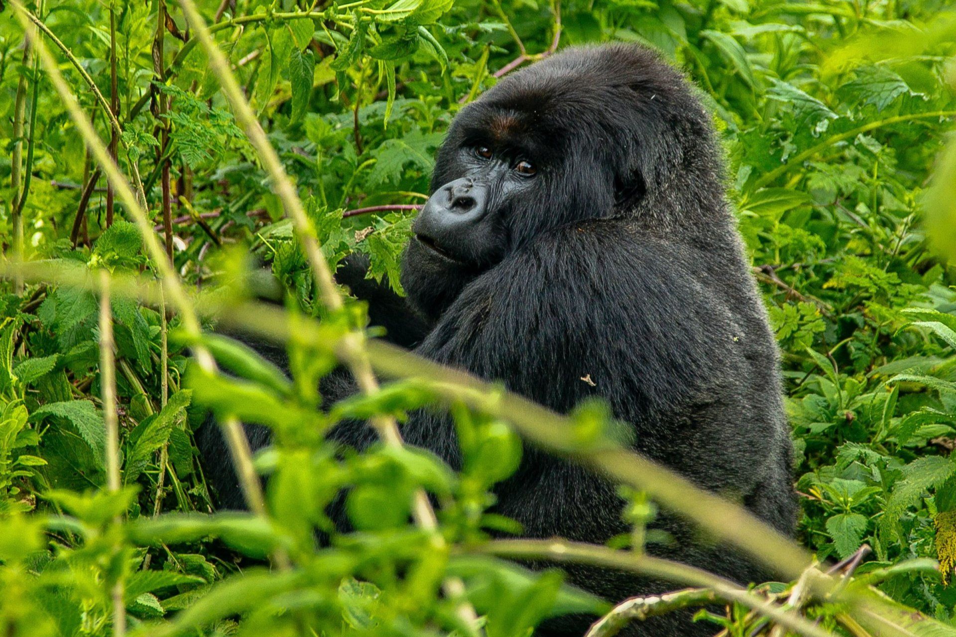 a gorilla is sitting in a lush green forest