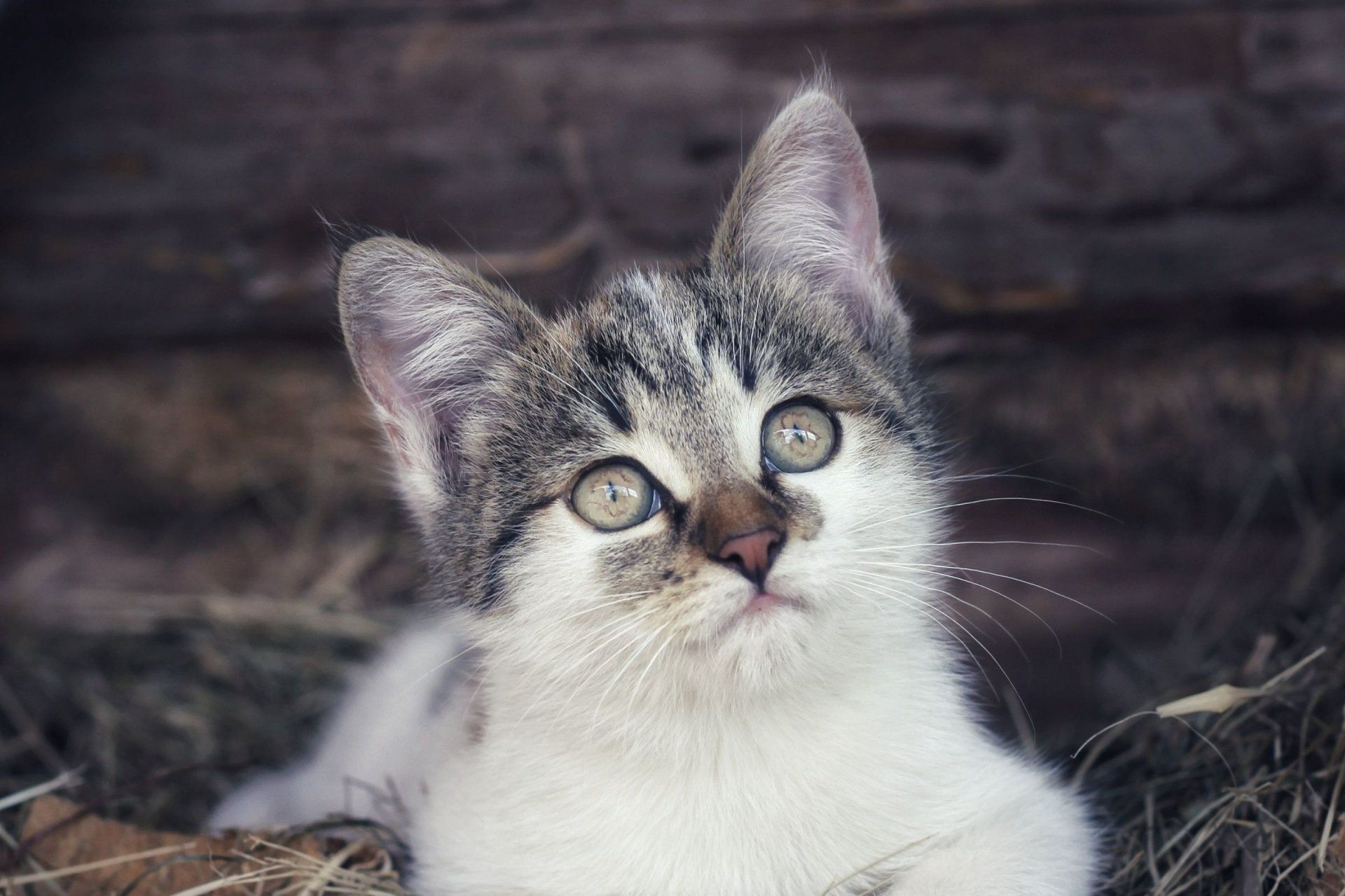 a gray and white kitten with green eyes looks up at the camera