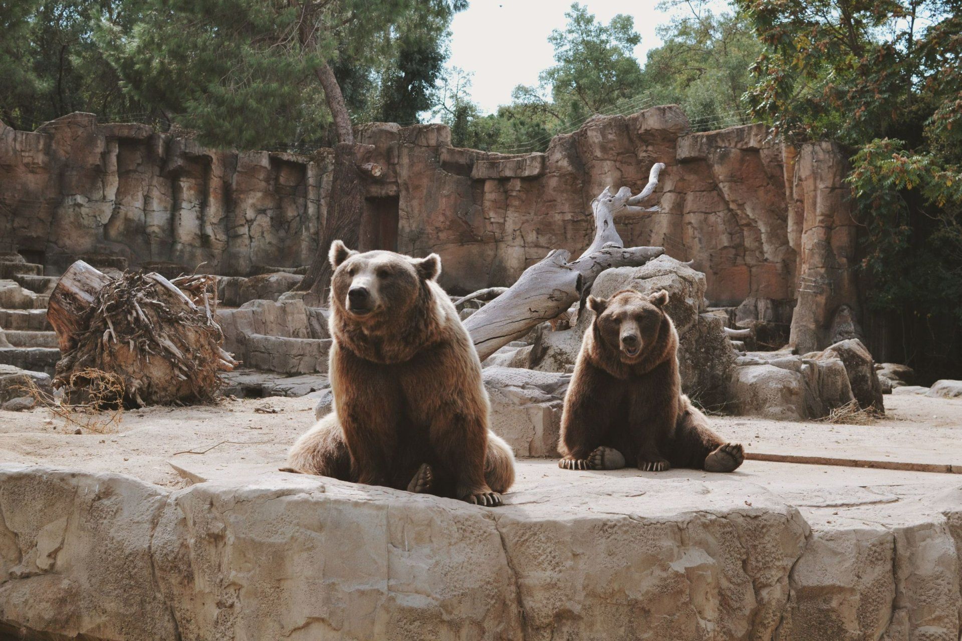 two bears are sitting on a rock in a zoo enclosure