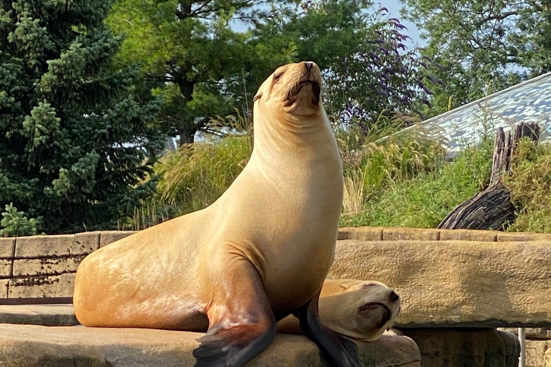 a seal sitting on a rock with its mouth open