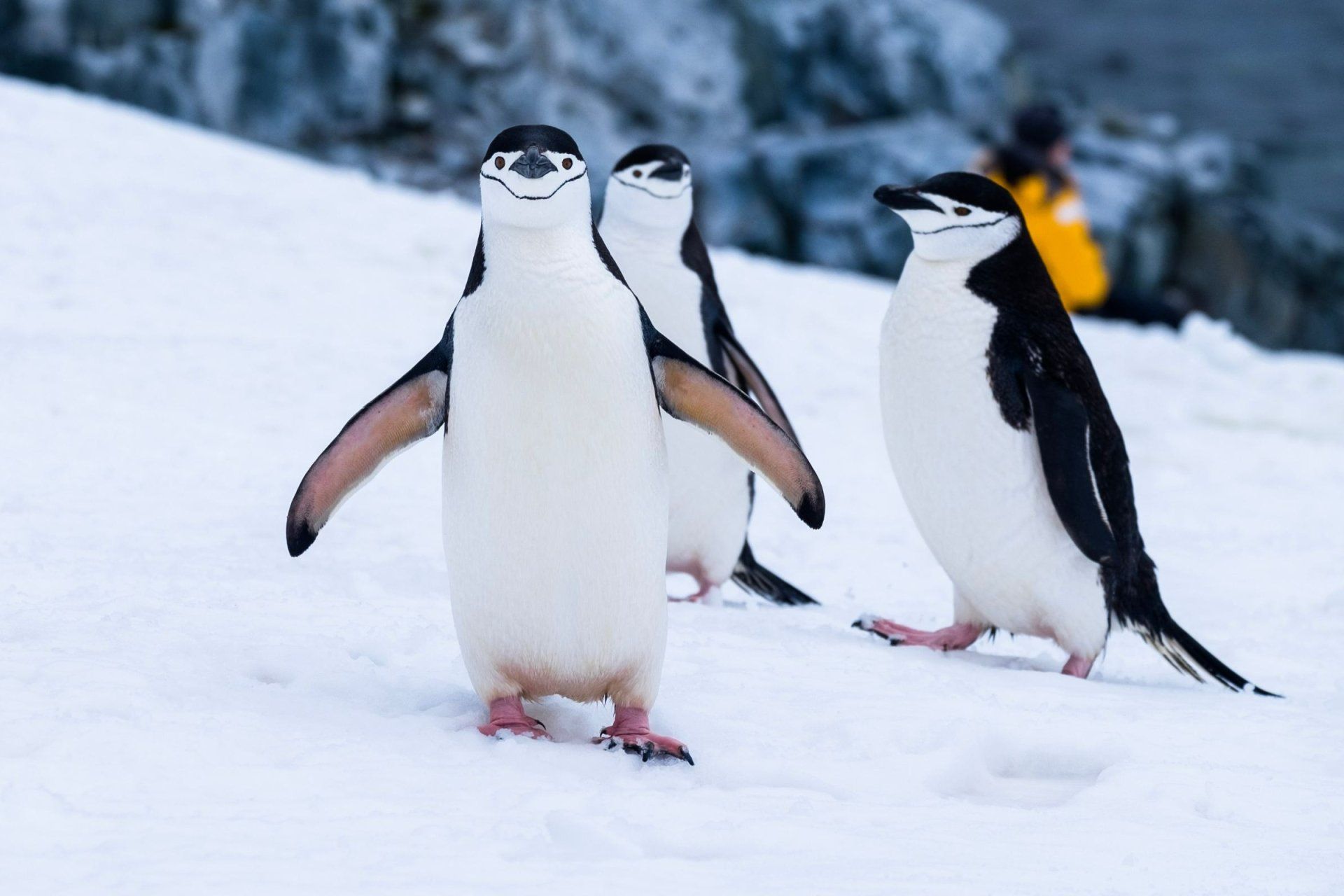 three black and white penguins are standing in the snow