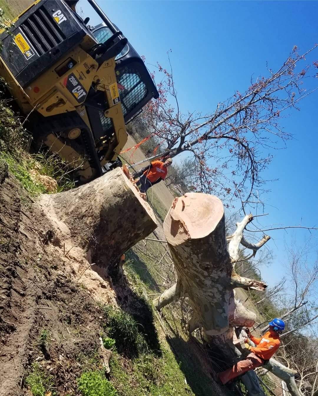 a large tree stump is being cut down by a cat bulldozer