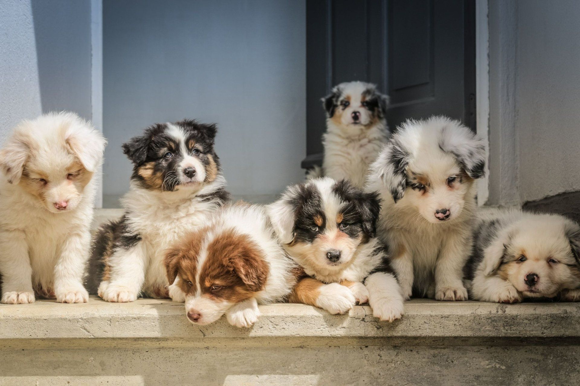 a group of puppies are sitting on a set of steps