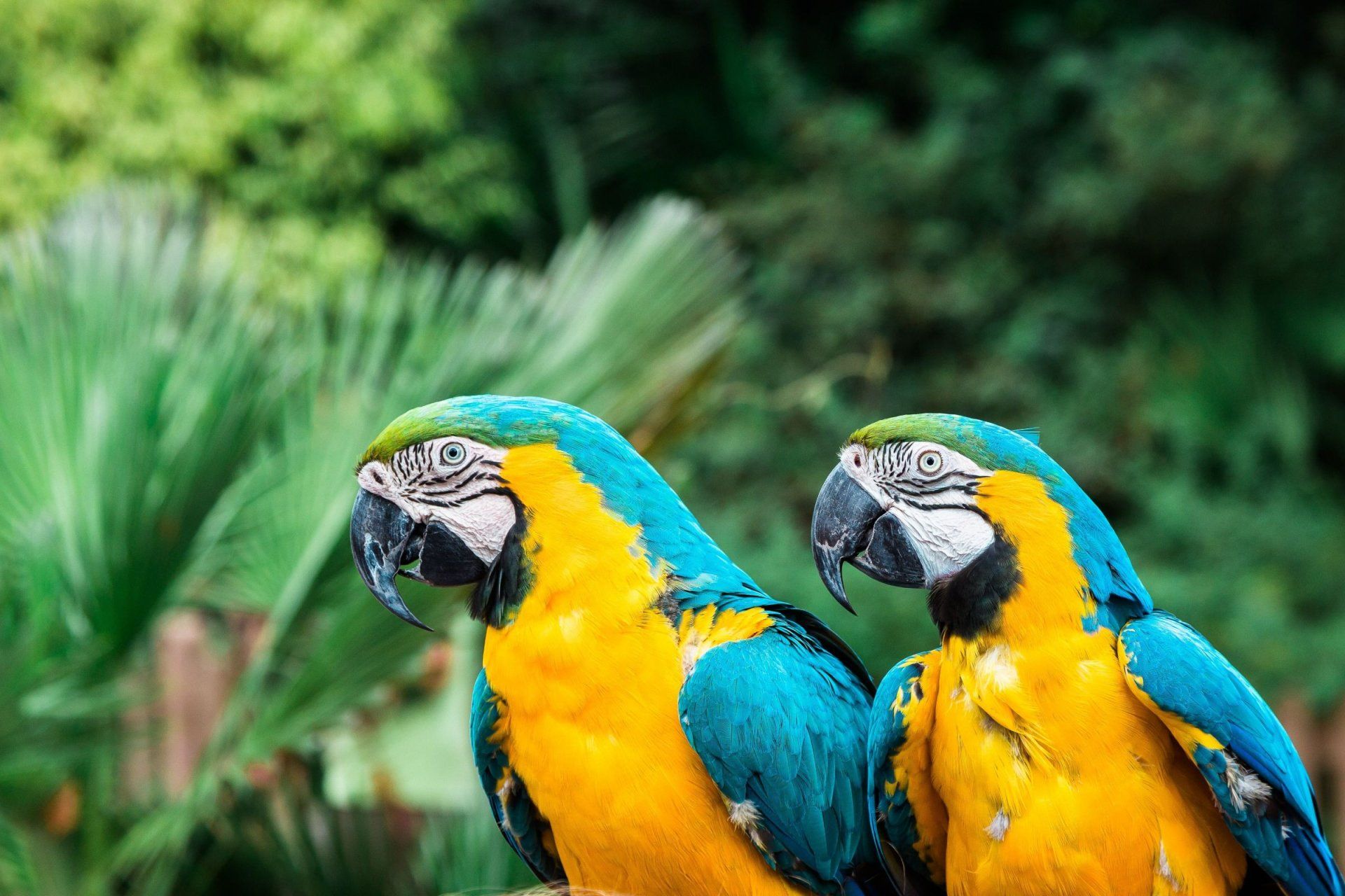 two blue and yellow parrots are sitting next to each other