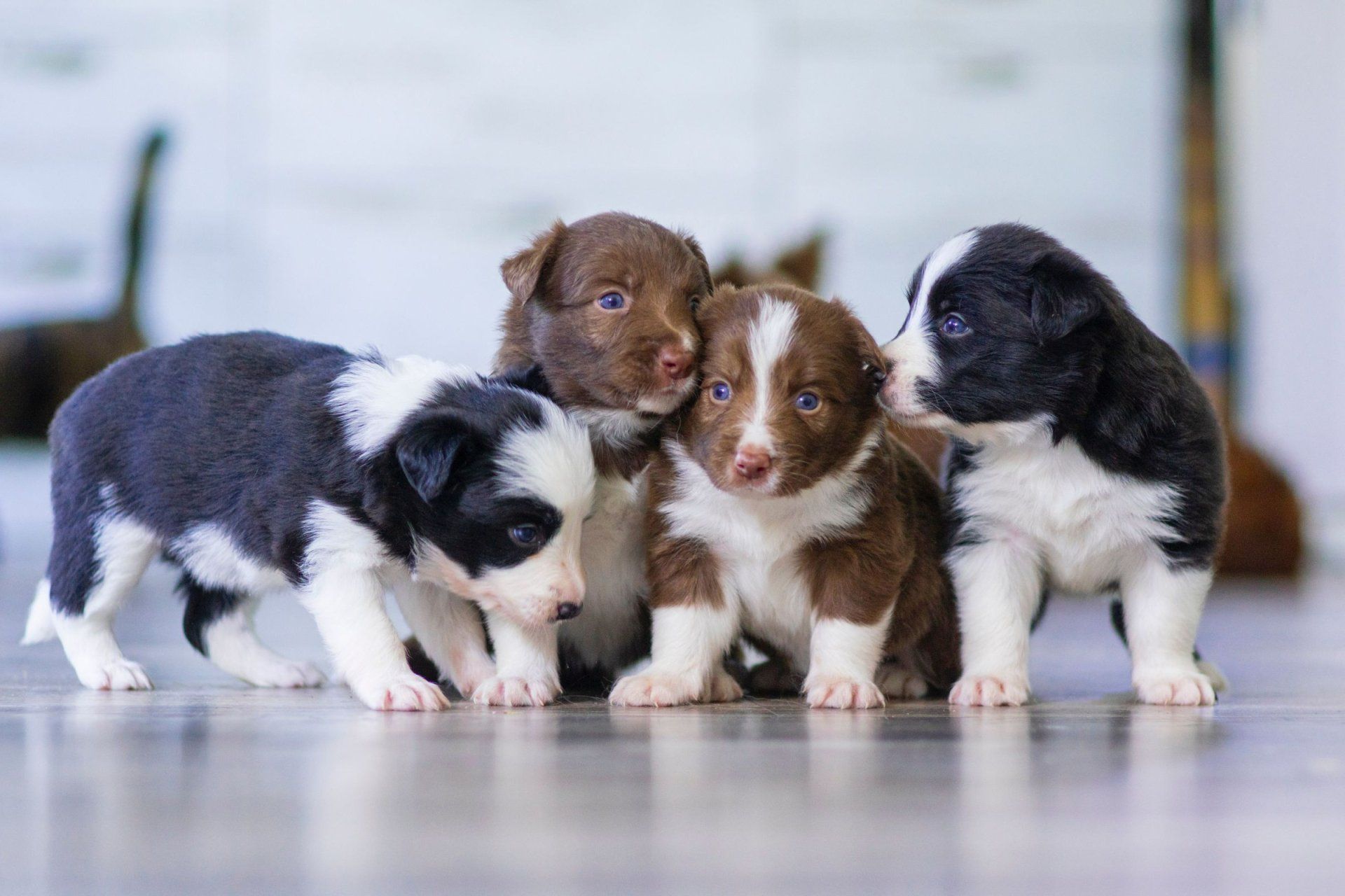 four puppies are standing next to each other on the floor