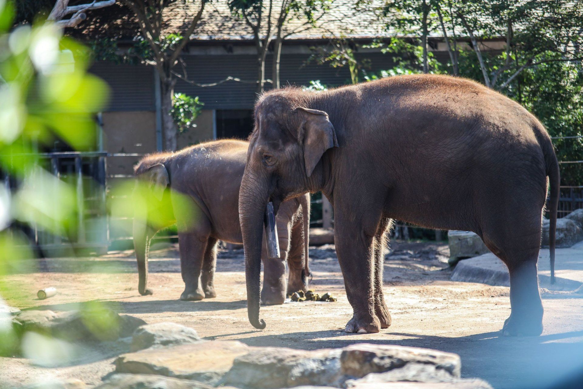 two elephants are standing next to each other in a zoo enclosure
