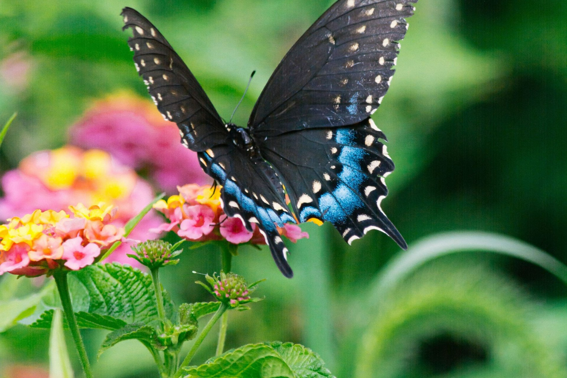 a black and blue butterfly is perched on a pink flower