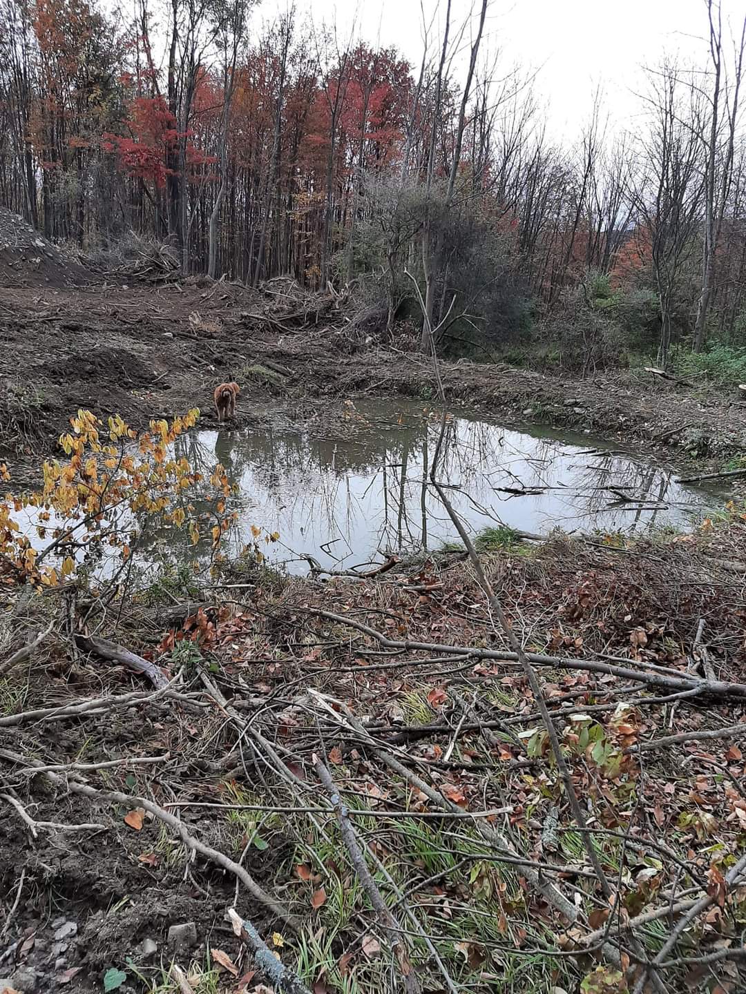 a dog is standing in a small pond in the middle of a forest