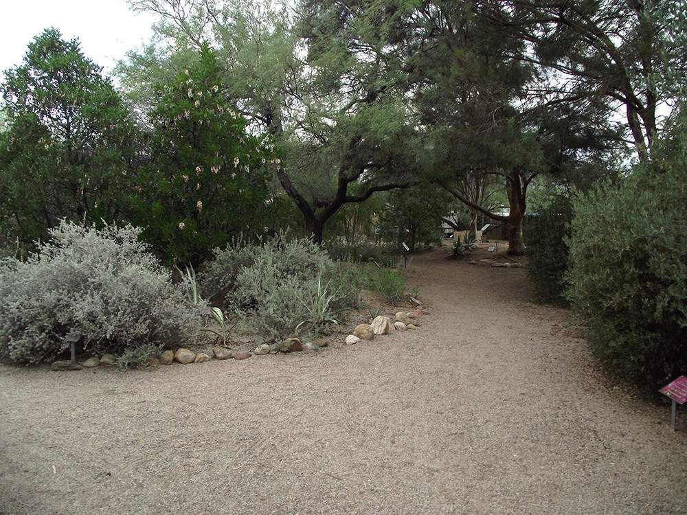 A gravel path surrounded by trees and bushes in a park