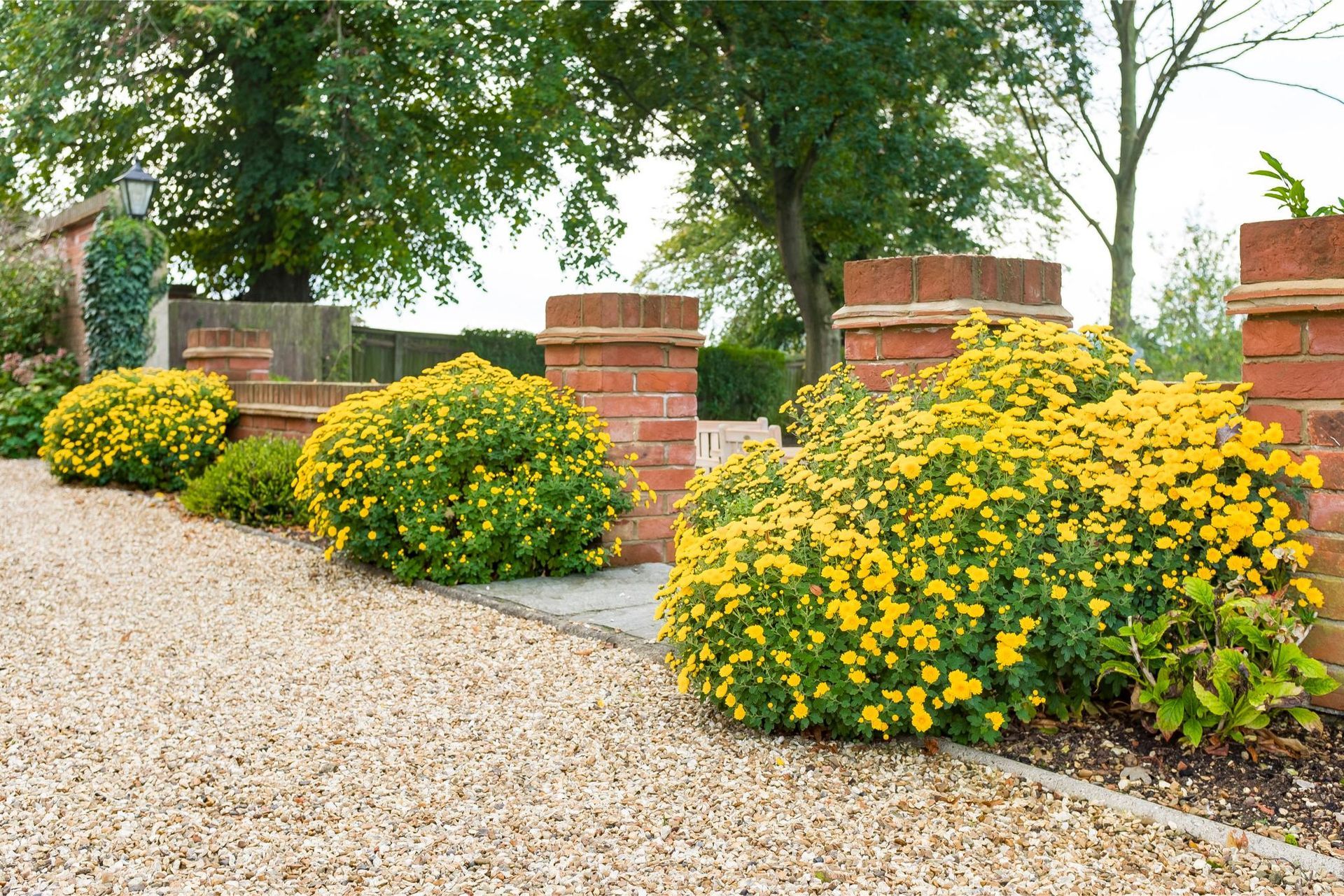 A gravel driveway with yellow flowers and brick pillars