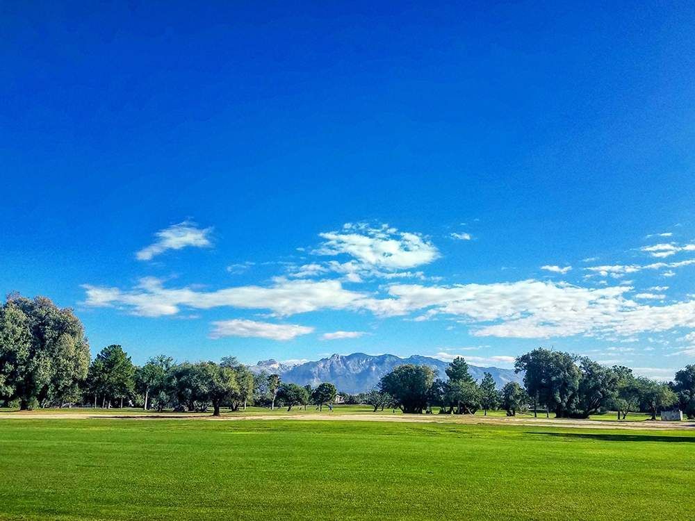 A lush green field with trees and mountains in the background on a sunny day.