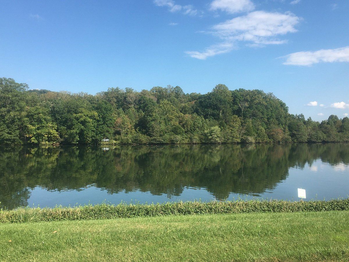 A large body of water surrounded by trees on a sunny day