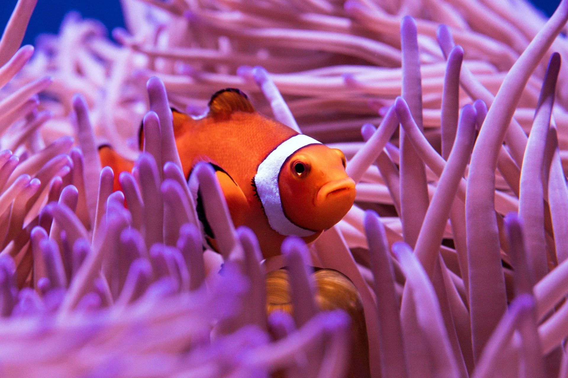 a clown fish is swimming in a coral reef
