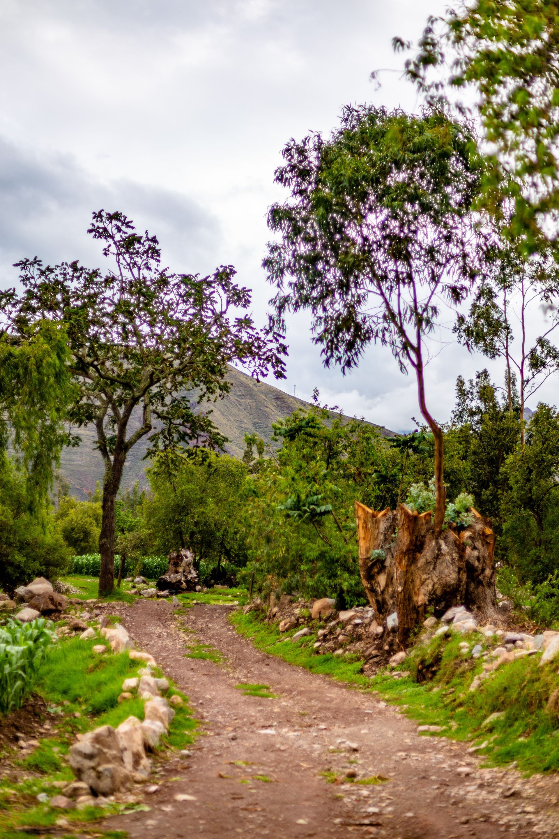 A dirt road going through a forest with trees and mountains in the background.